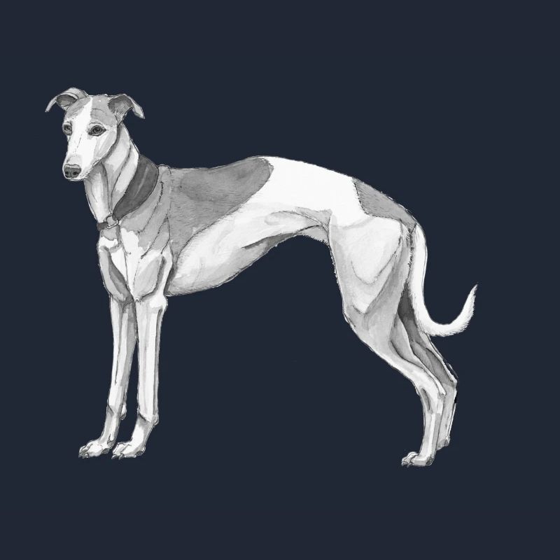 Whippet