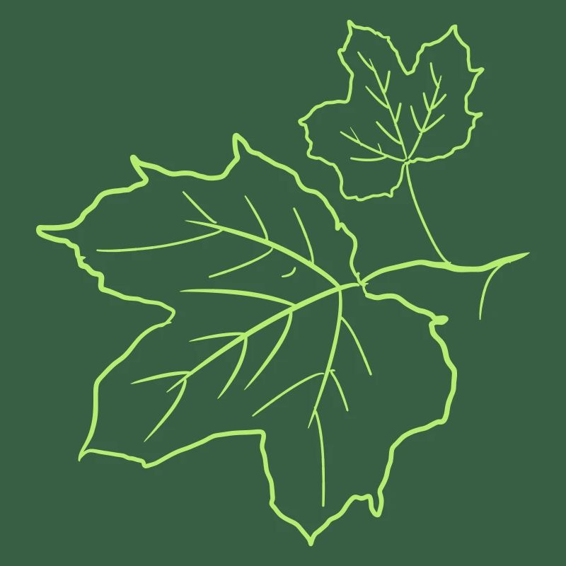 Maple Leaf / Maple Leaves, Decorative Drawing.