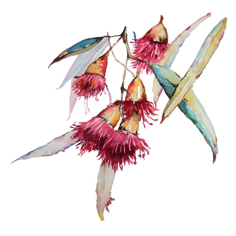 Eucalyptus - aquarelle dessinée à la main