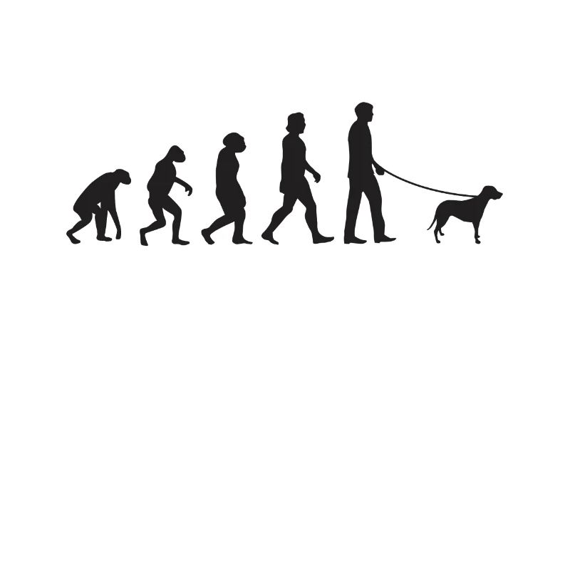 Brandlbracke Evolution Bracke chien de chasse