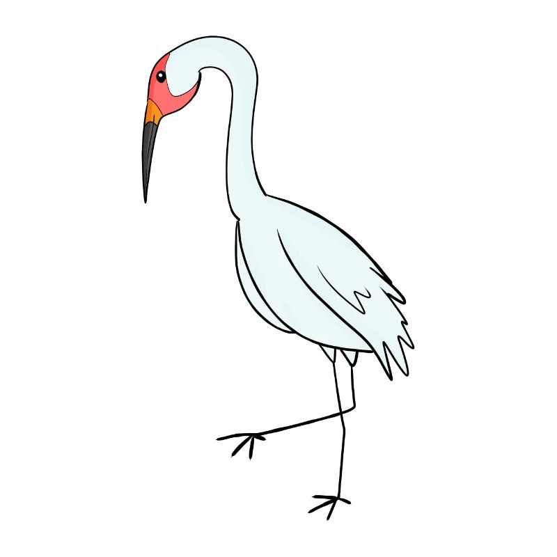 Migratory Birds Crane Bird