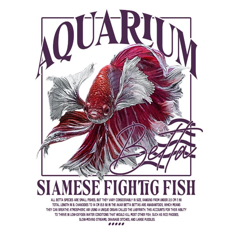 Betta Betta Poisson de combat