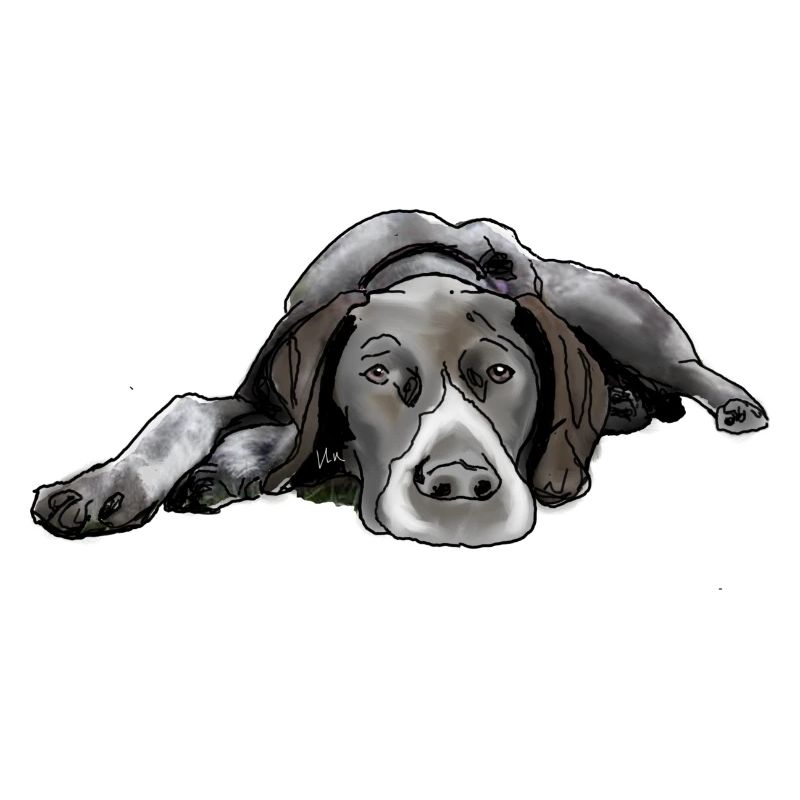 Pointer German Shorthair