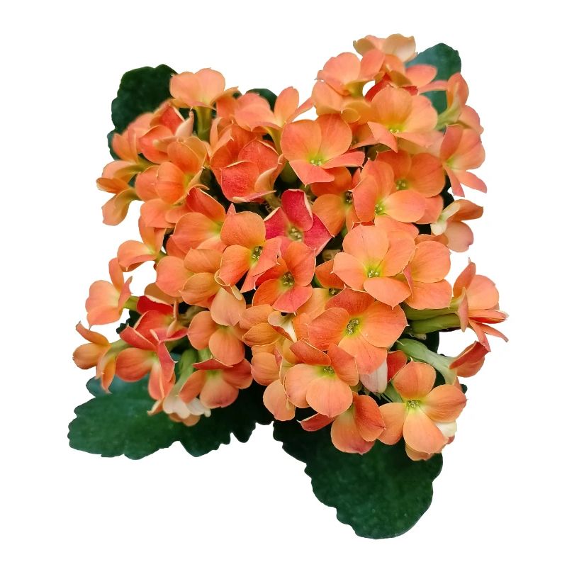 SPRING FLOWERS (orange)