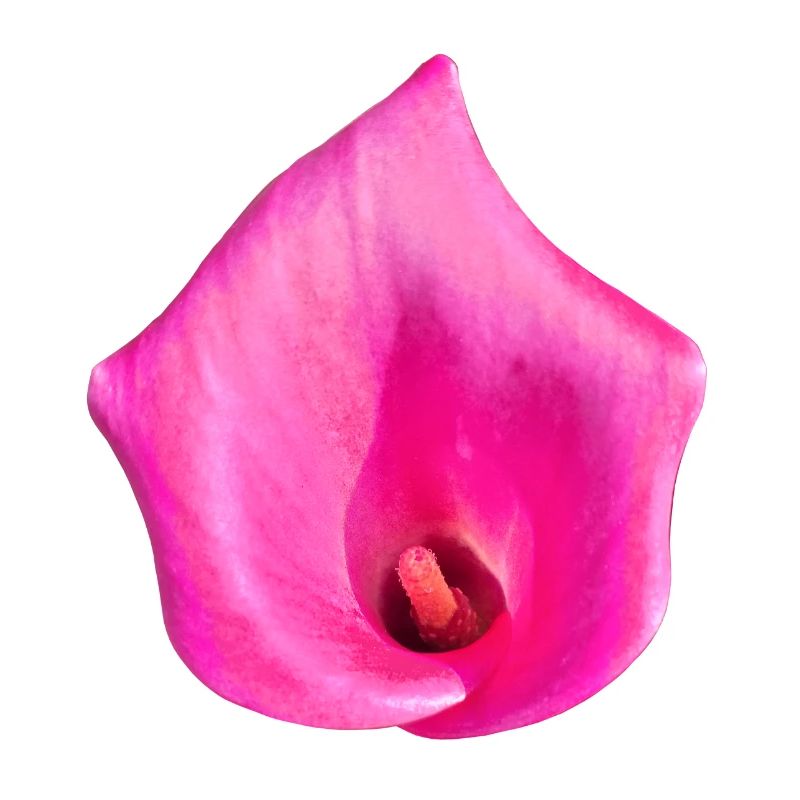 Pinke Calla Blüte
