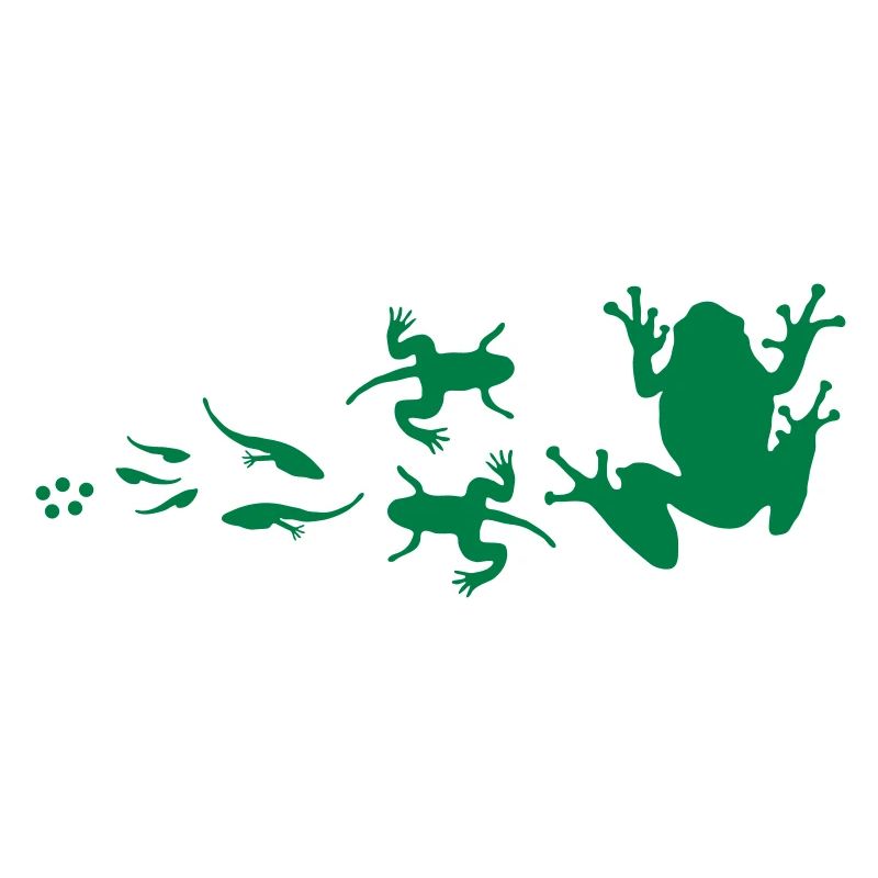 évolution-grenouille