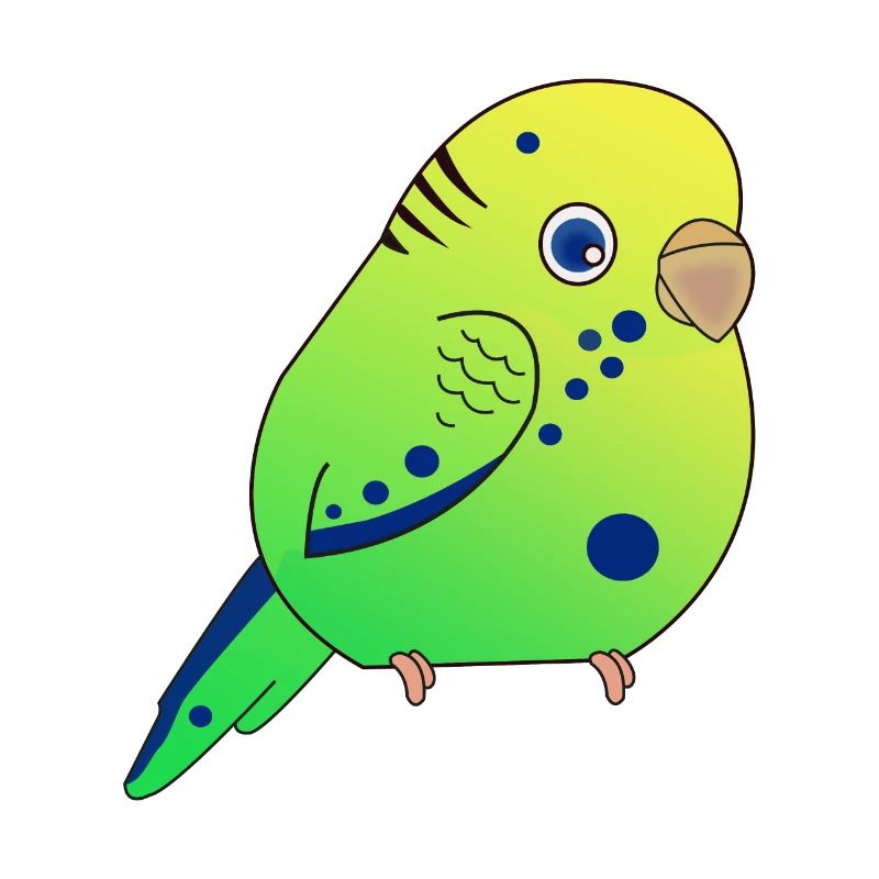 Budgerigar, Small Budgerigar