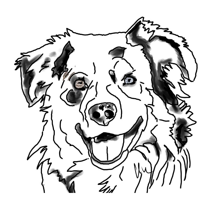 Australian Shepherd