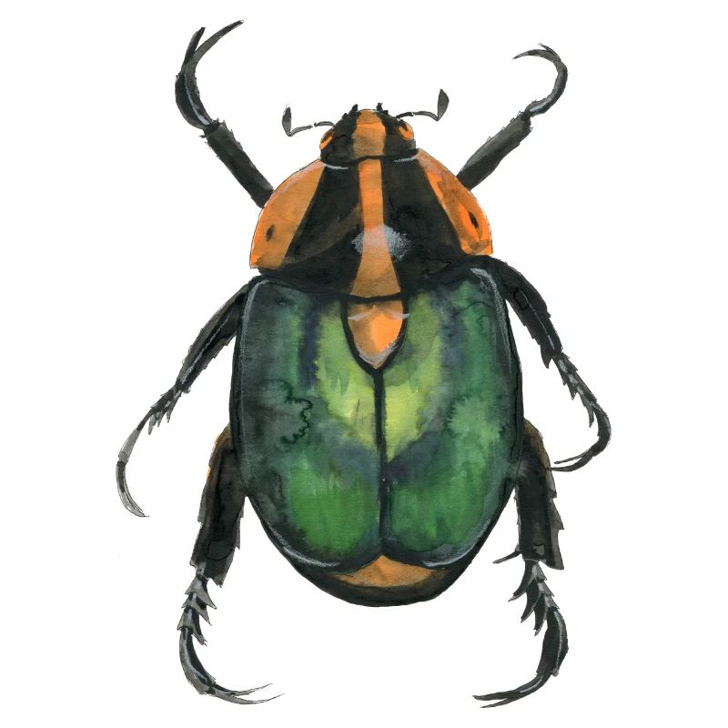 Kaefer2