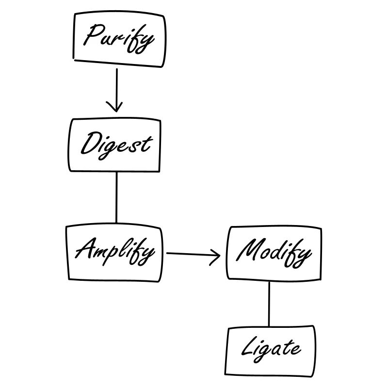 Molecular Biology Protocol