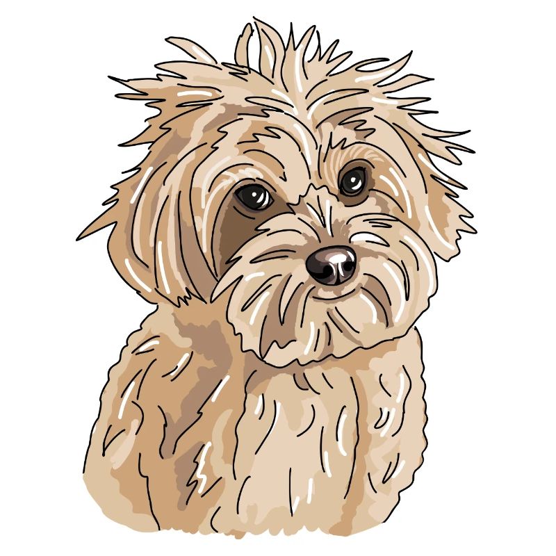 Havanese