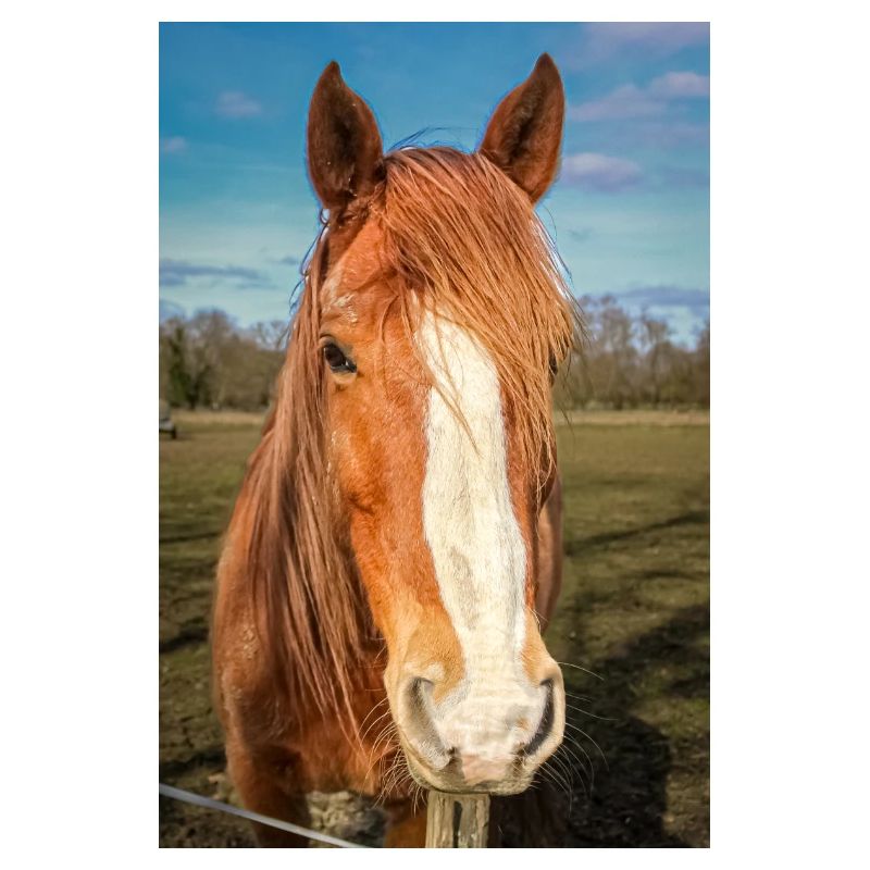 das Pferd