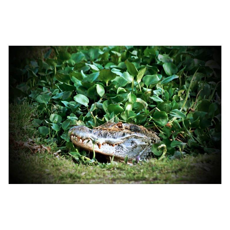 Caiman - 2