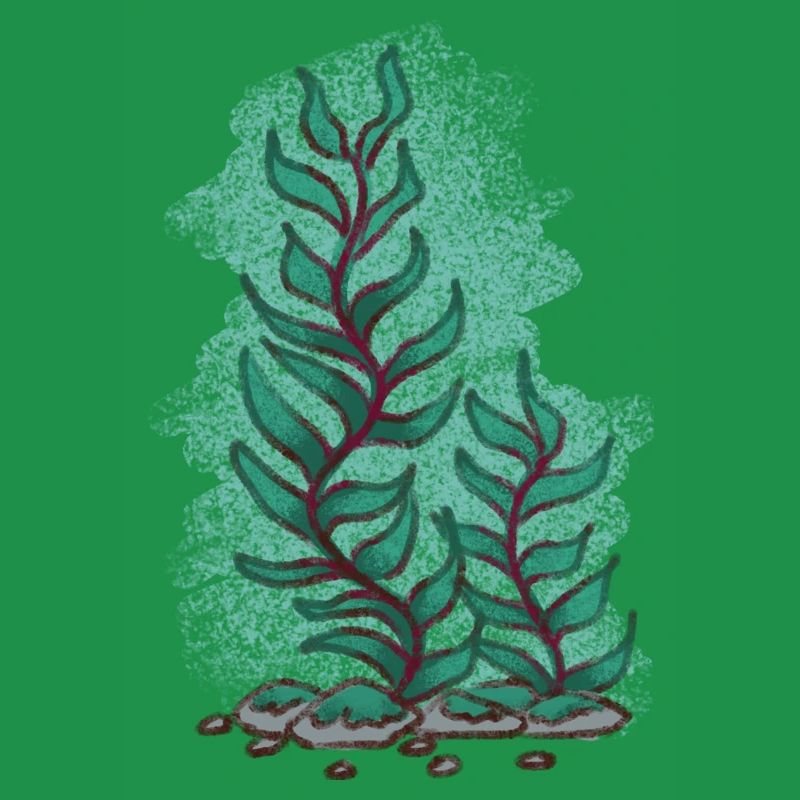 Kelp 1