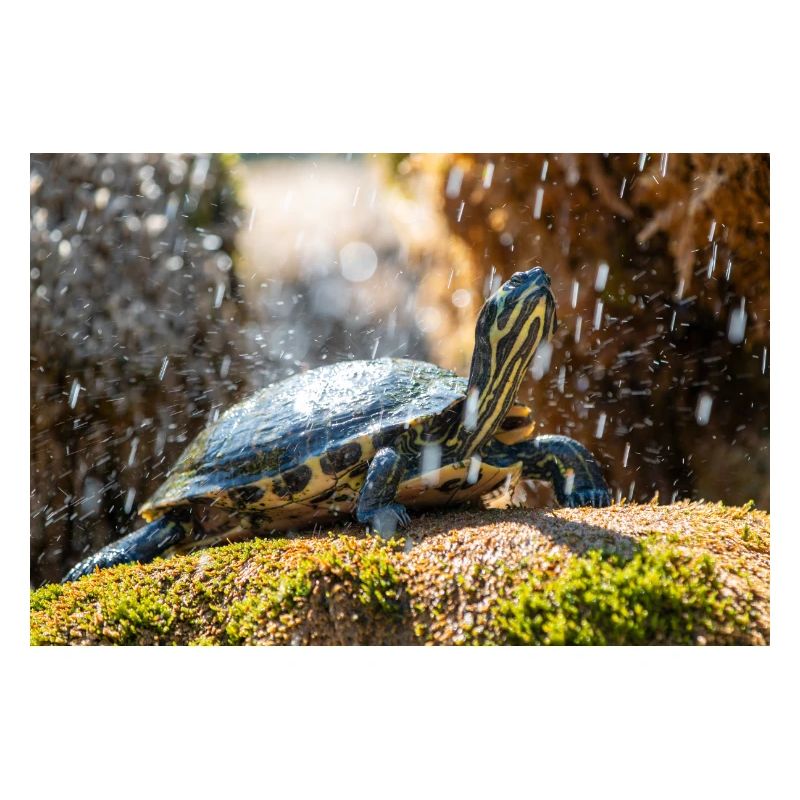 Gelbbauch-Slider Trachemys scripta scripta