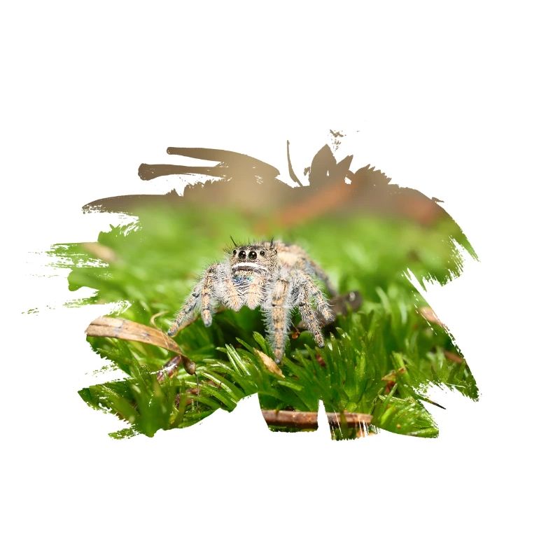 Phidippus texanus jumping spider, spring spinne.