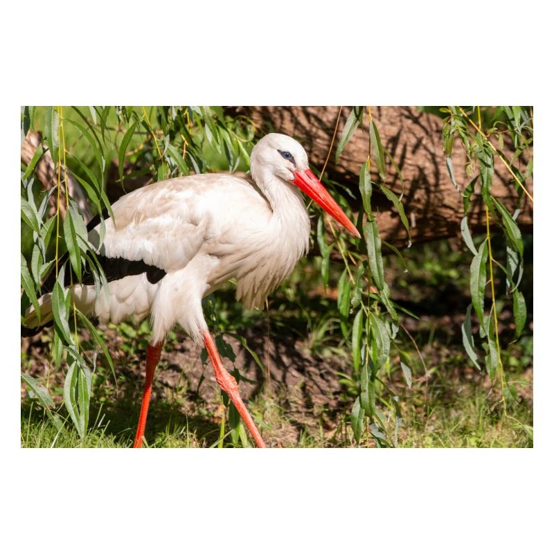 Weißstorch oder Klapperstorch