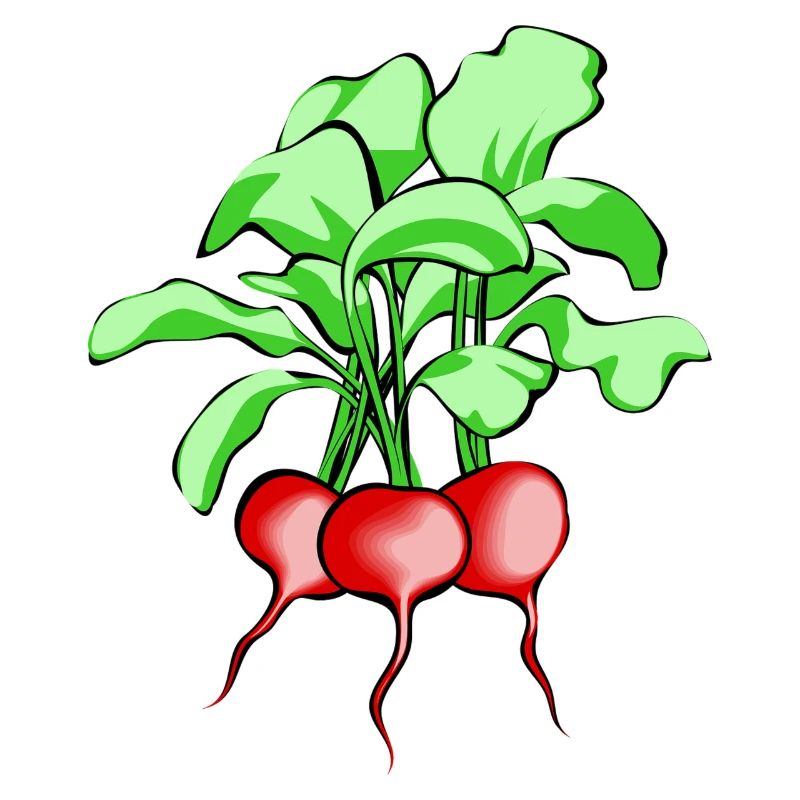 Radieschen. Geschenkidee