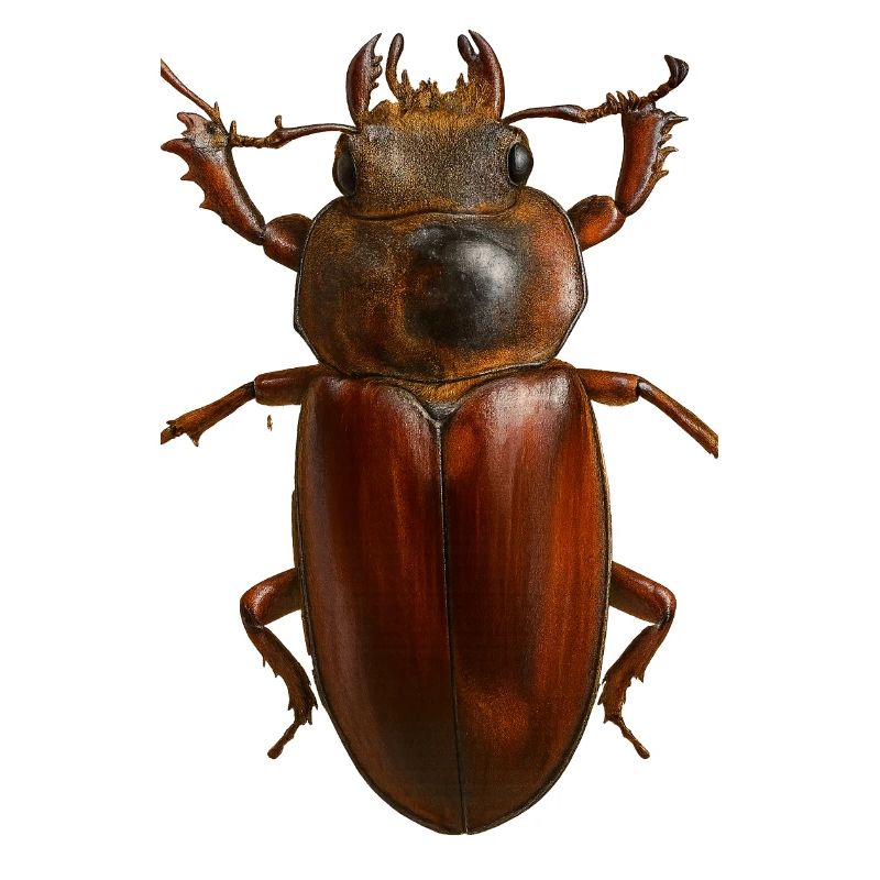 Bronze Bug Crest