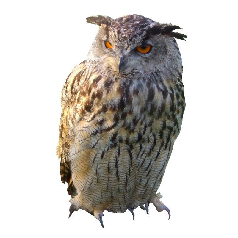Eule