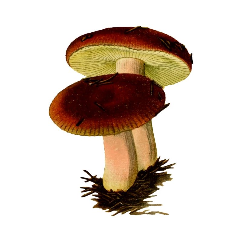 cèpe