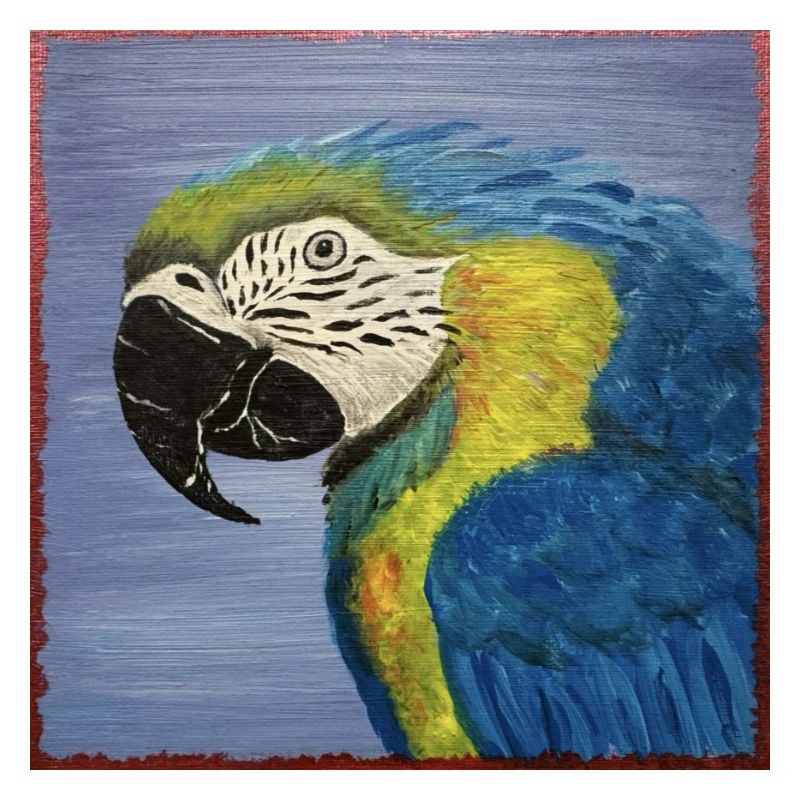 Macaw Parrot
