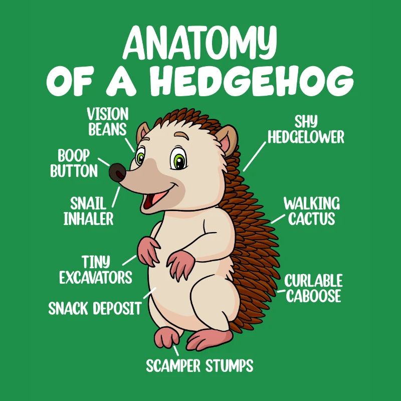 Anatomie d’un hérisson