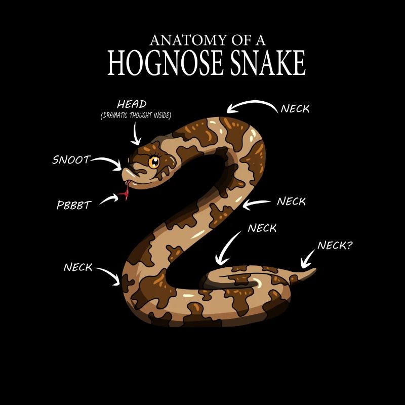 Reptiles serpents Anatomie d’un serpent
