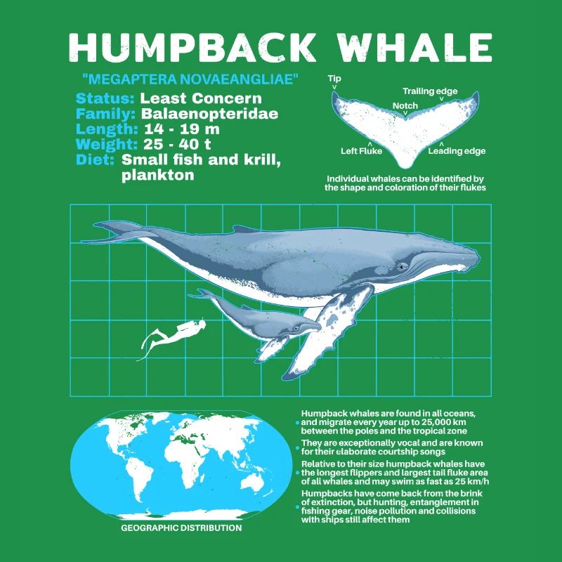 Fiche technique de la baleine à bosse