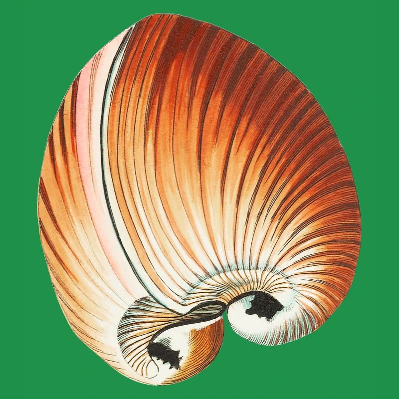 Sandy Seashells