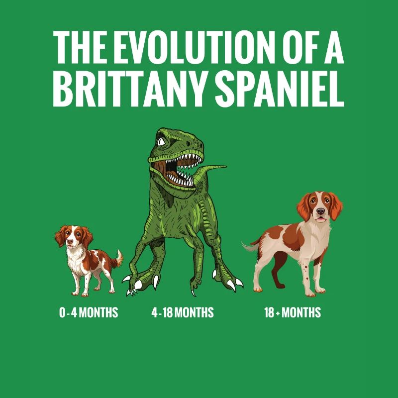L’évolution d’un chien épagneul breton