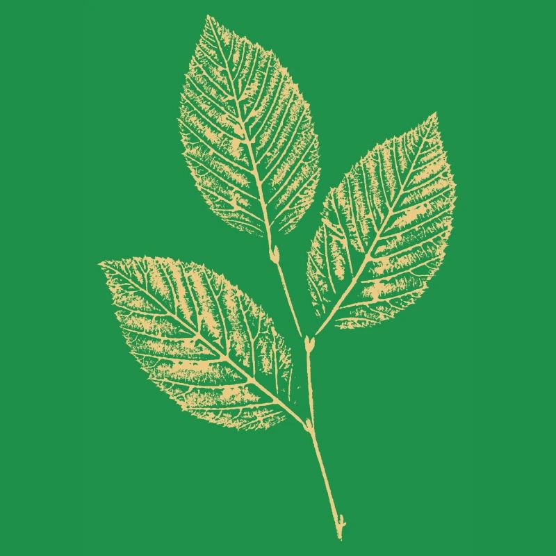 Leaves Beech / Beech Branch BOTANICAL