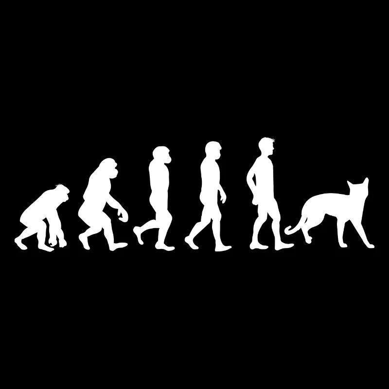 Russian Blue Cat Russian Blue Cat Evolution