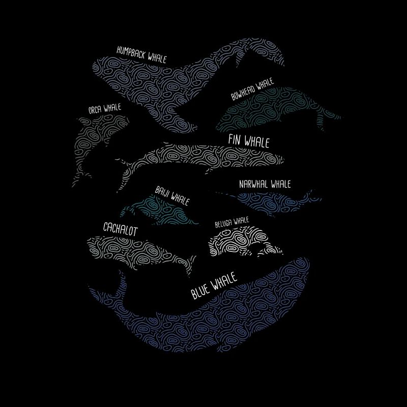 9 types de baleines races de baleines espèces amant