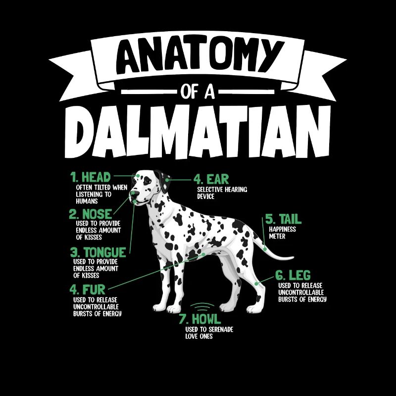 Anatomie von einem Dalmatiner
