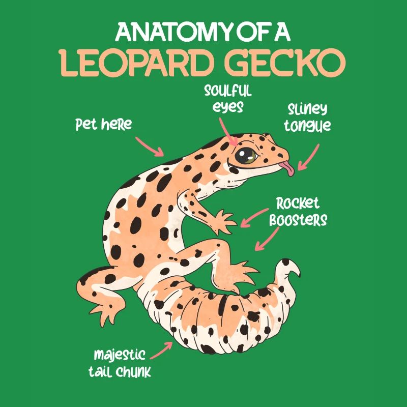Terrarium Anatomie eines Gecko Echse Leopardgecko