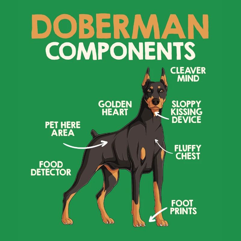DOBERMANN KOMPONENTEN Anatomie Doberman