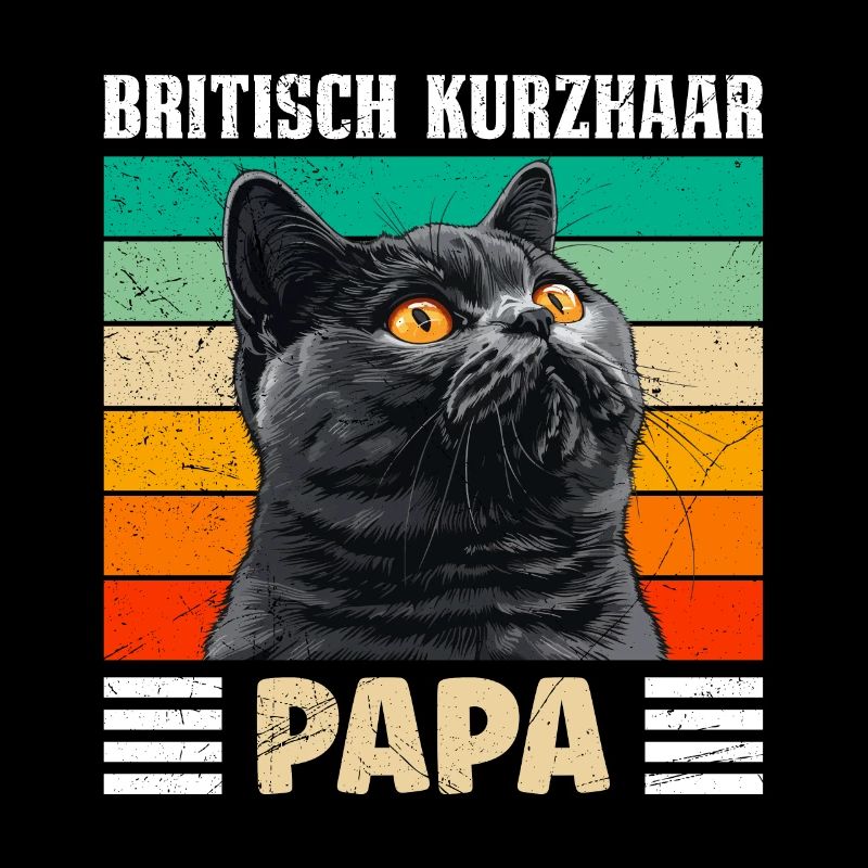BRITISCH KURZHAAR KATZENPAPA Britisch Kurzhaar