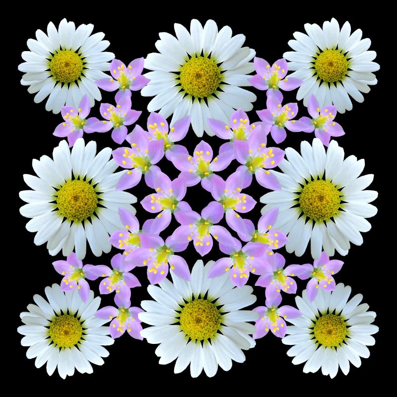 Blumenmuster Gänseblümchen Blume Blumenranke Blüte