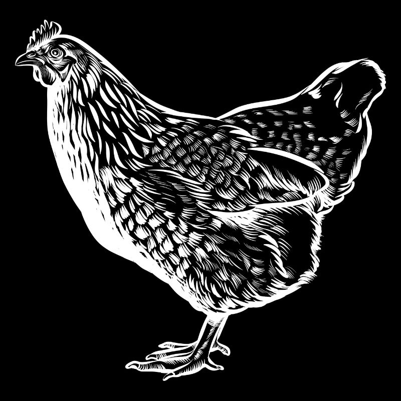 Chicken - Drawing - Chickens Fan