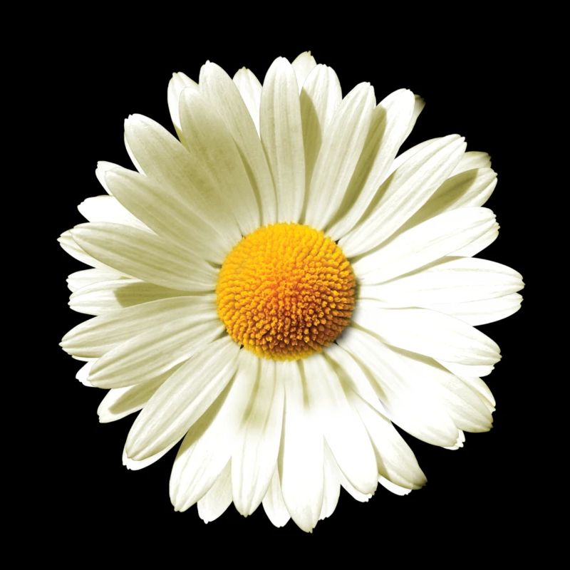 Gänseblümchen | Daisy flower power