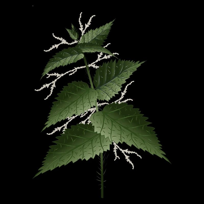 large nettle with large dark green leaves