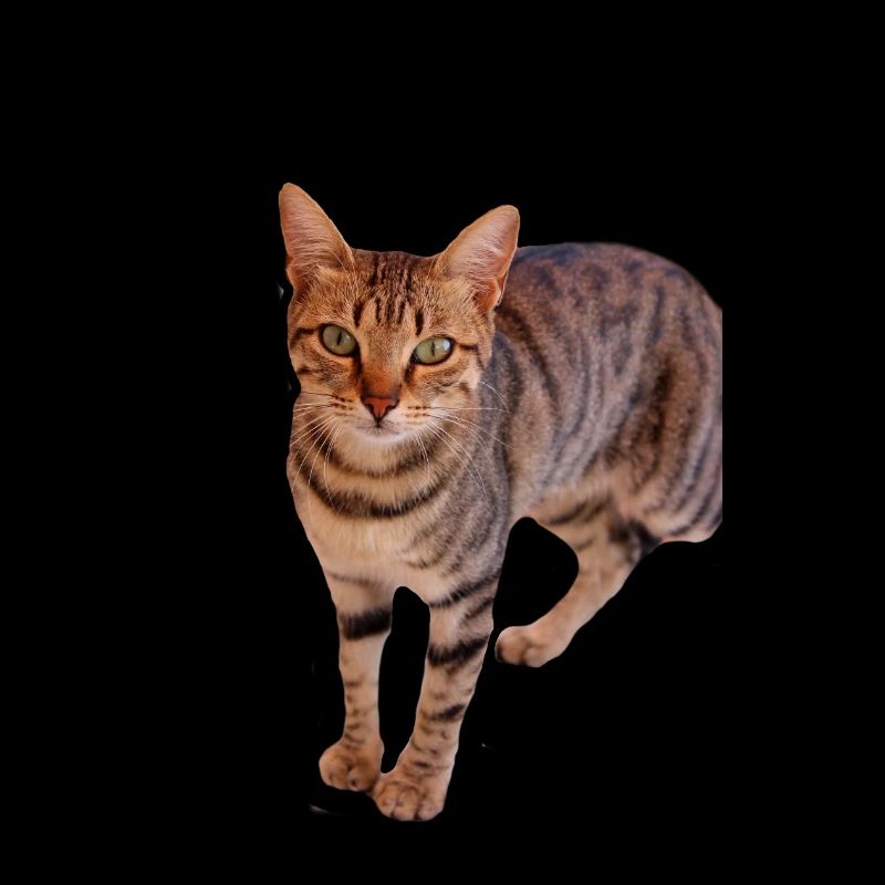 Cat Kitten