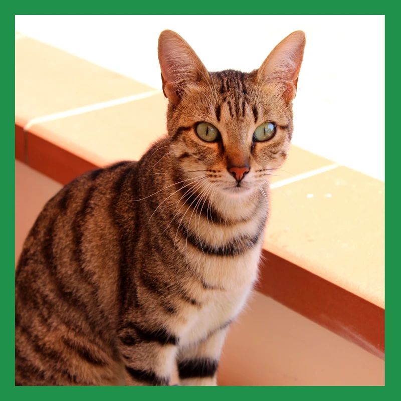 Chat chaton affiche chat carré affiche