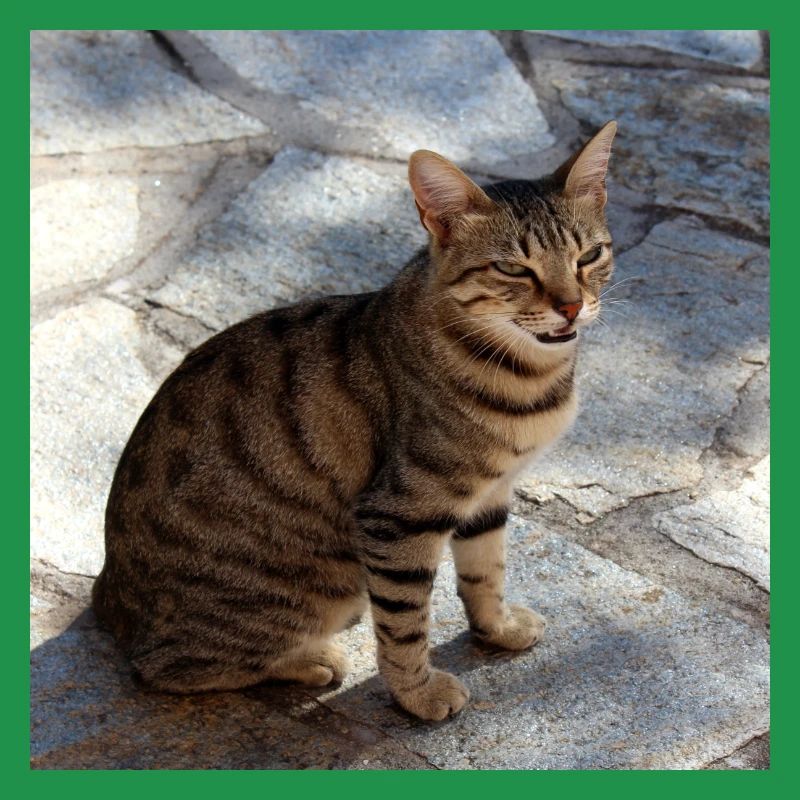 Chat chaton affiche chat carré affiche