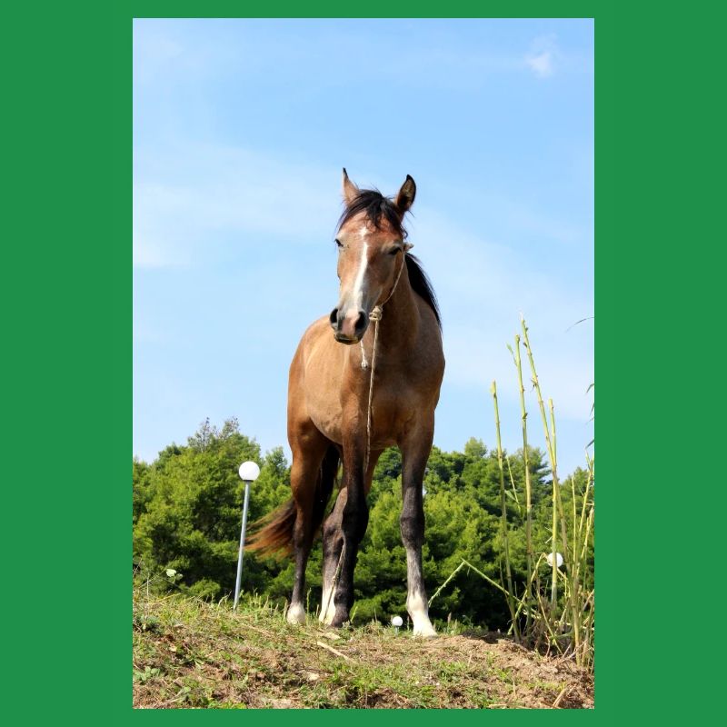 Affiche Cheval Cheval