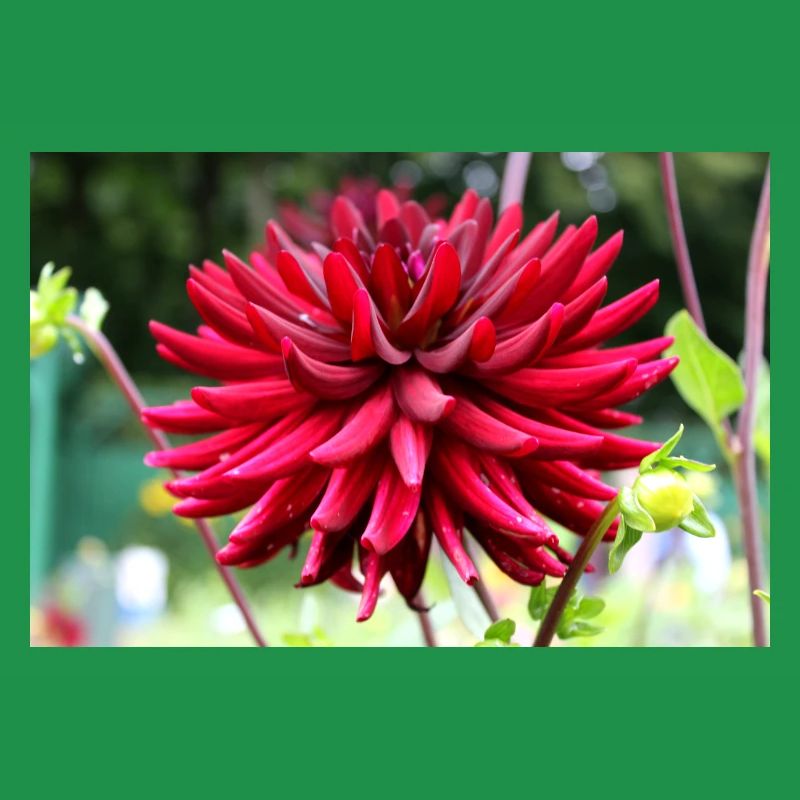 Dahlia Fleur Rouge, Fleur