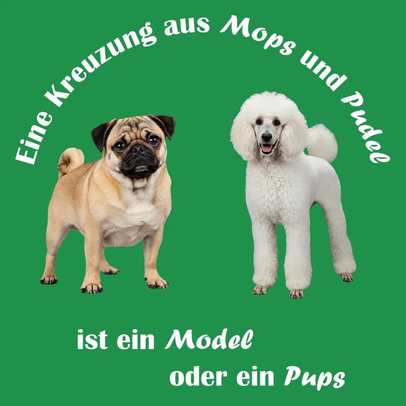 Kreuzung Pudel und Mops