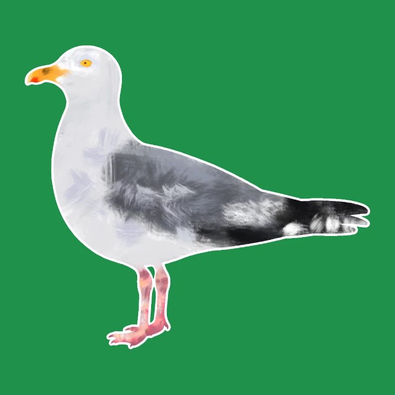 Herring Gull.1