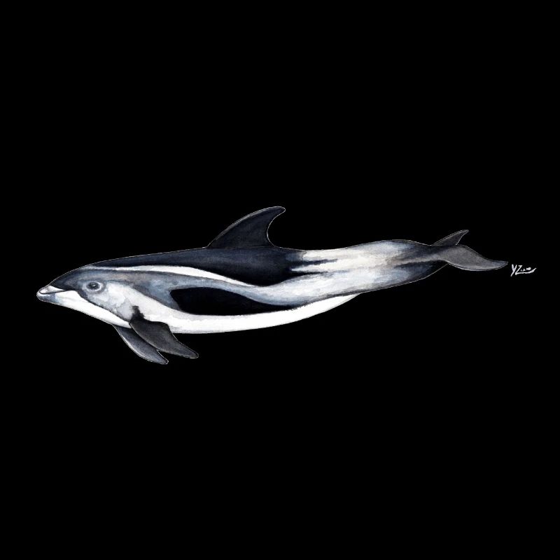 White-beaked dolphin - White beaked dolphin